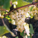 Vand struguri albi, dulci aromati calitate superioara